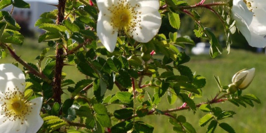 Nahaufnahme eines Rosenstrauchs mit weiß blühenden Rosen