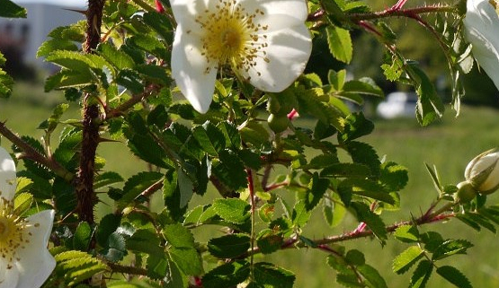 Nahaufnahme eines Rosenstrauchs mit weiß blühenden Rosen