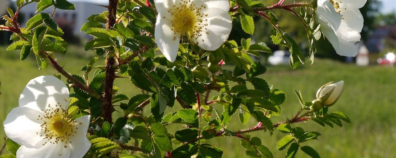 Nahaufnahme eines Rosenstrauchs mit weiß blühenden Rosen