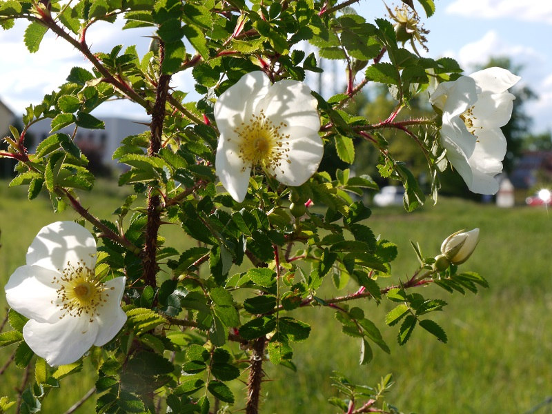 Close-up of a rose bush with white blooming roses